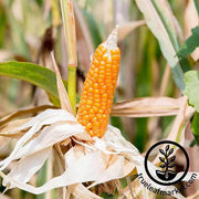 Corn Seeds - Popcorn - Yellow (Organic)