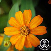 Zinnia Crystal Series Orange Flower Seeds