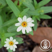 Zinnia Crystal Series White Flower Seeds